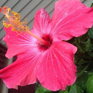 Meet your Posher, Lexus